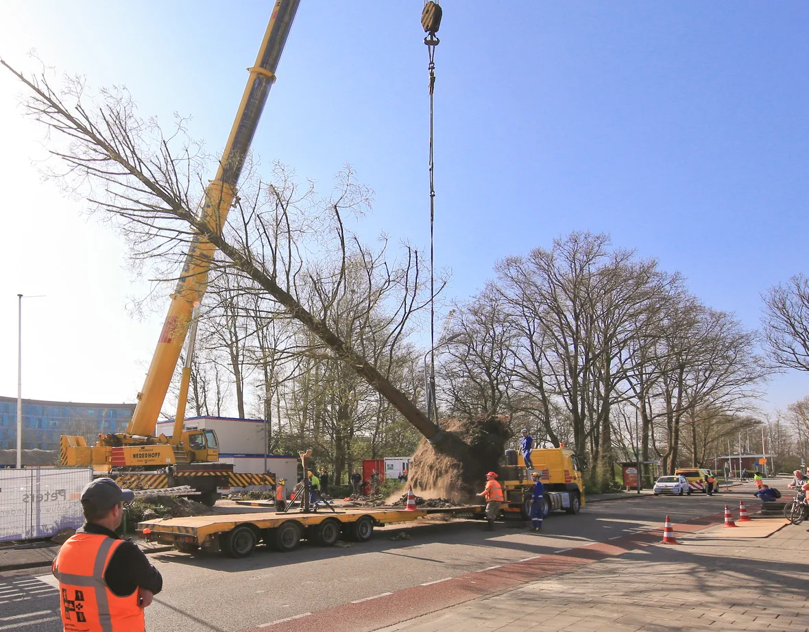 Verhuizing eerste bomen van de Zeemanlaan blijkt een pittige klus