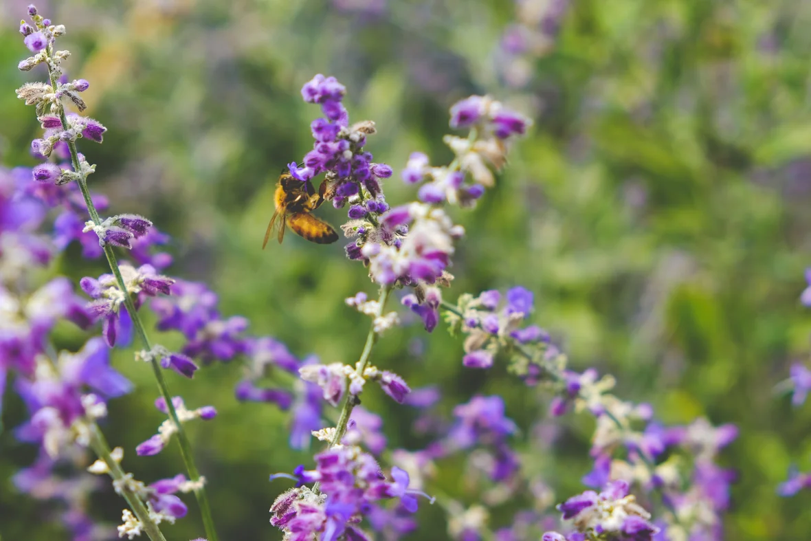 Meer bloemen en groen in jouw buurt?