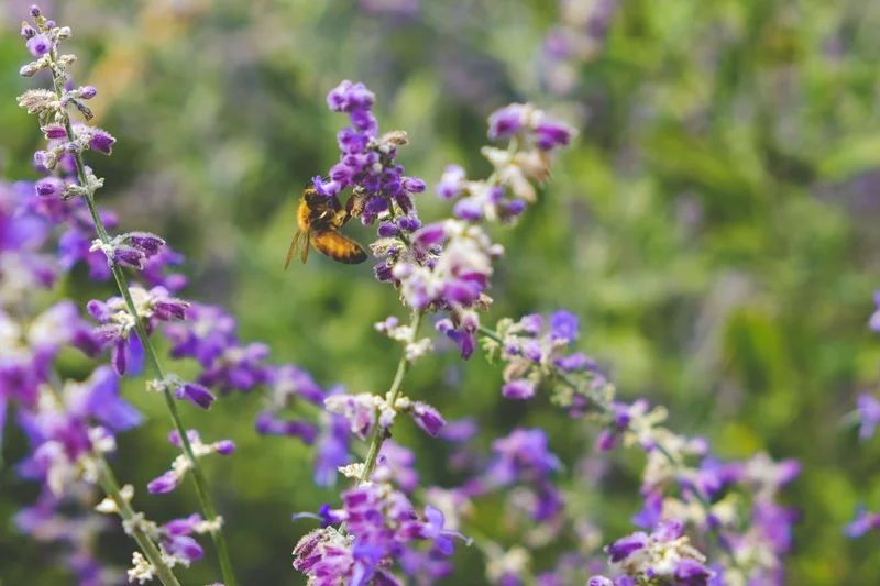 Meer bloemen en groen in jouw buurt?